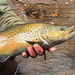 Nice Brown Trout