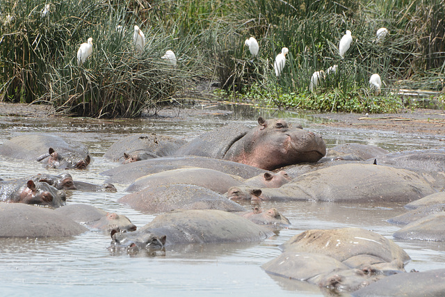 Ngorongoro, Hippos in a Small Lake Ngorongoro, Hippos in a Small Lake