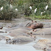 Ngorongoro, Hippos in a Small Lake