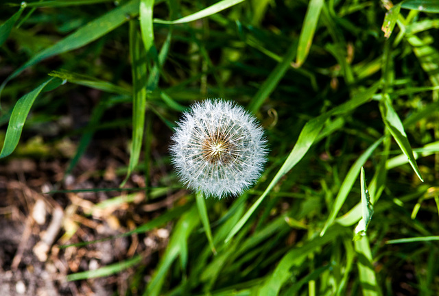 The Nobility of the Weed Kingdom