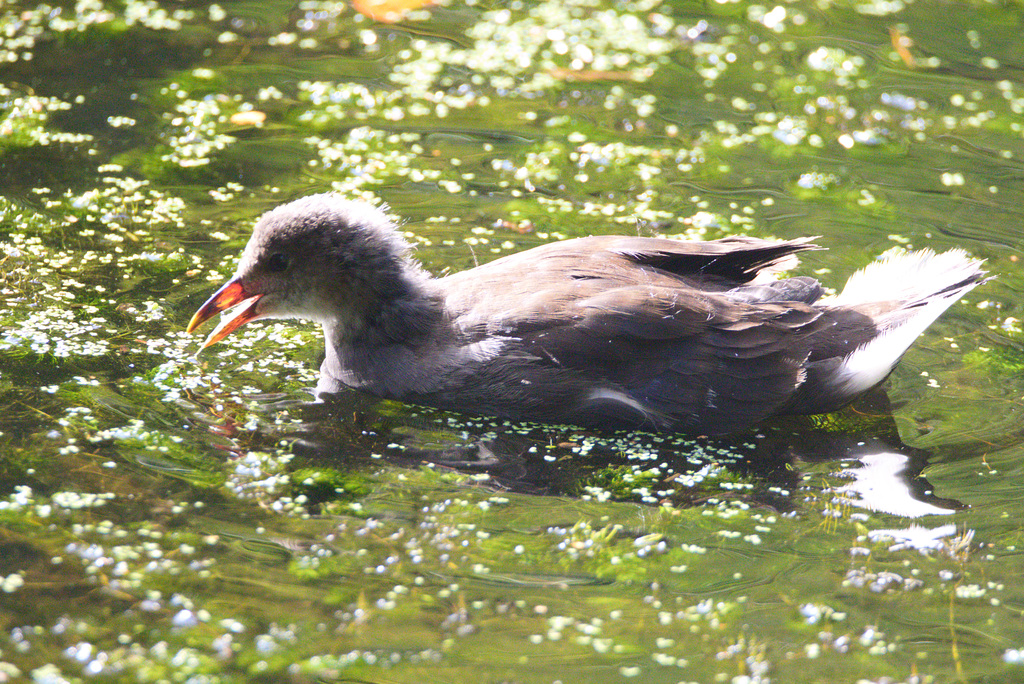 EF7A1123BabyMoorhen