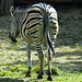 20210729 2161CPw [D~OS] Chapman-Zebra, Zoo Osnabrück