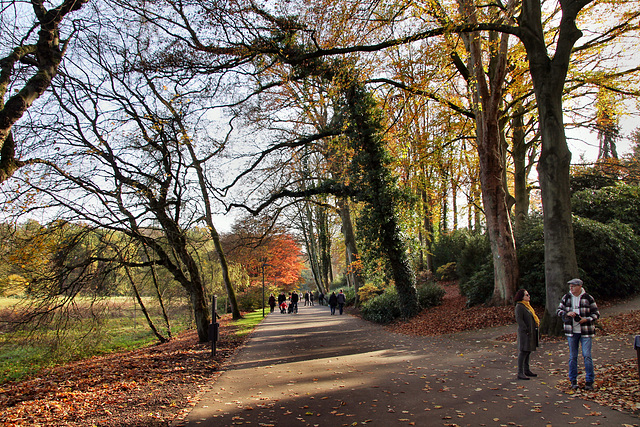 Weg am Wiesenbach (Rombergpark, Dortmund-Brünninghausen) / 8.11.2020