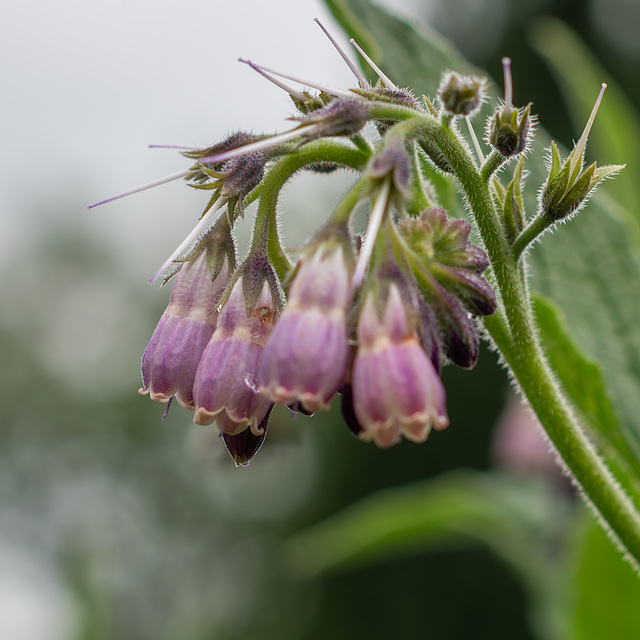 Beinwell, Blüte