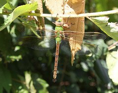 anax junius