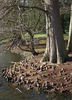 Taxodium knees