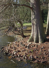 Taxodium knees