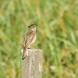 20170518 1545CP~V [H] Schilfrohrsänger, (Acrocephalus schoenobaenus),Neusiedler See, [Fertöüjlak]