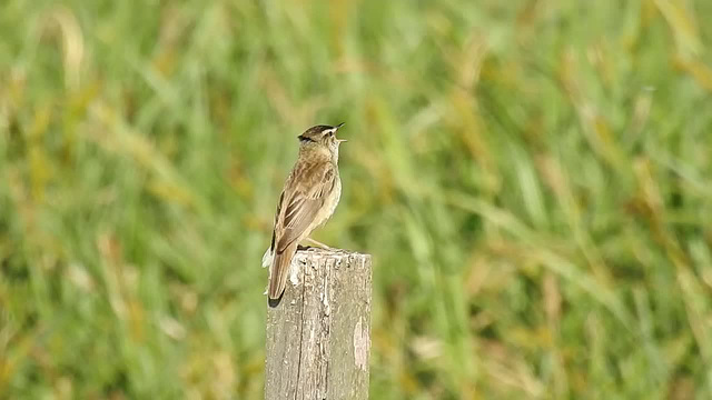 20170518 1545CP~V [H] Schilfrohrsänger, (Acrocephalus schoenobaenus),Neusiedler See, [Fertöüjlak]