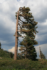 Flag tree.