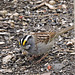 White-throated Sparrow