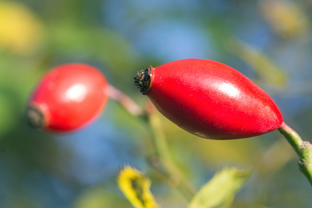 MM: rote bis gelbe Früchte