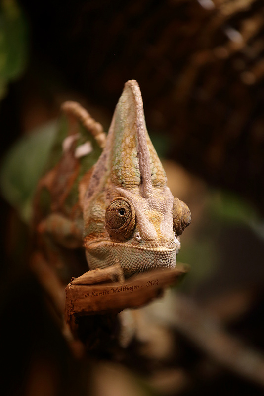 Jemenchamäleon (Zoo Heidelberg)