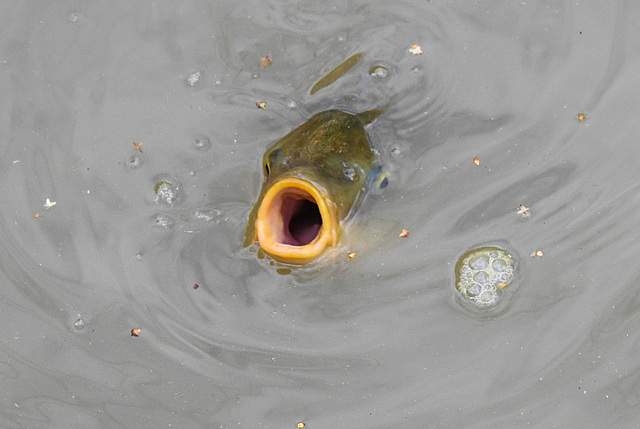 20210729 2165CPw [D~OS] Fisch, Zoo Osnabrück