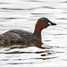 Little grebe