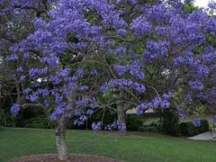 L.A. County Arboretum (1041)