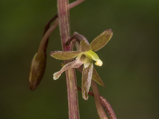 Tipularia discolor (Crane-fly orchid)