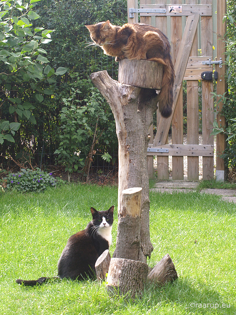 Snow White & Rags relaxing after play