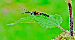 Ichneumon Wasp ??