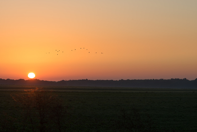 Matin brumeux