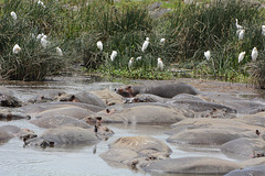 Ngorongoro, Hippos in a Small Lake