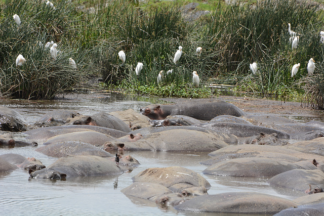 Ngorongoro, Hippos in a Small Lake Ngorongoro, Hippos in a Small Lake