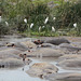 Ngorongoro, Hippos in a Small Lake