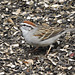 Chipping Sparrow