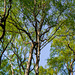 Shire Hill Wood:  Birch in leaf