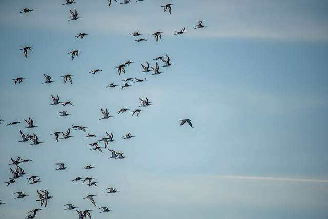 ipernity: Black tailed godwits with a peregrine falcon circling - by Maeluk