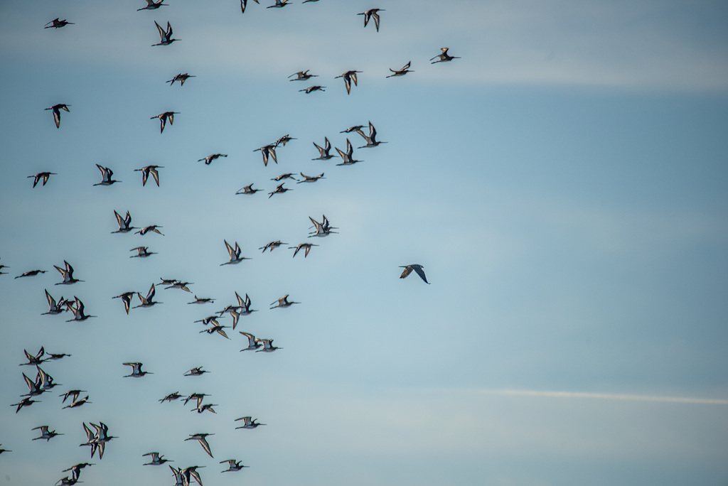 Black tailed godwits with a peregrine falcon circling