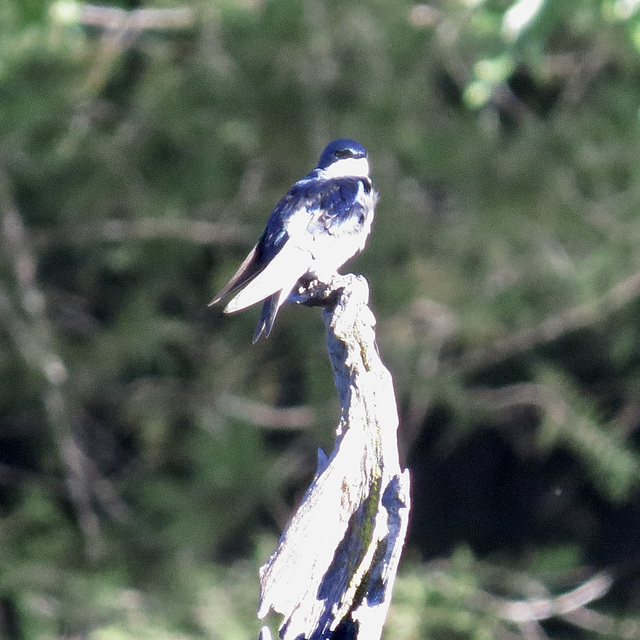 Tree swallow (M)