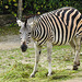 20210729 2166CPw [D~OS] Chapman-Zebra, Zoo Osnabrück