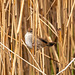 Cetti's warbler