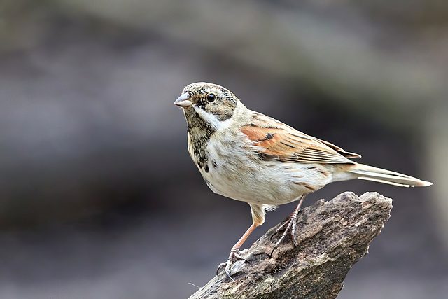 Reed Bunting - Emberiza schoeniclus