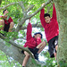 Three Boys In A Tree.