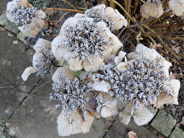 Hortensienblüten