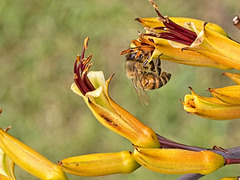 Honey bee on New Zealand Flax Flower