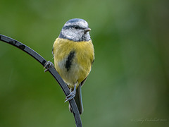 Bluetit