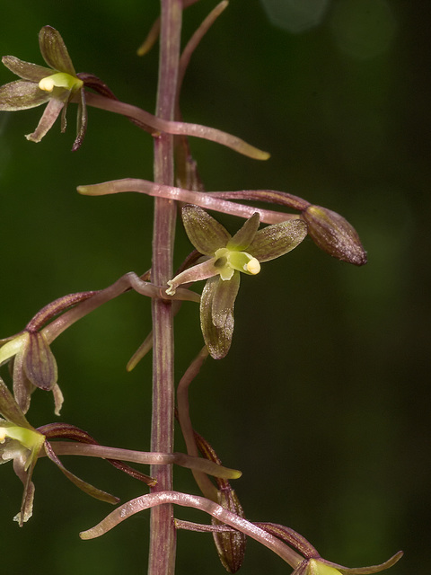 Tipularia discolor (Crane-fly orchid)