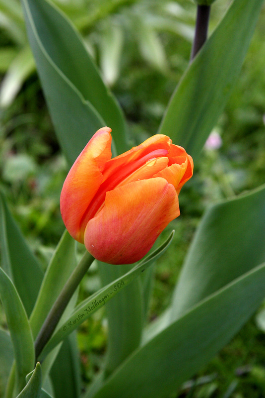 Tulpe