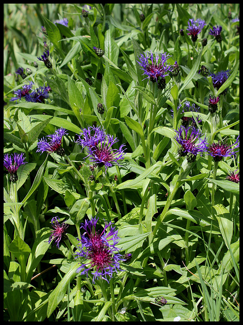 Centaurea montana (1)