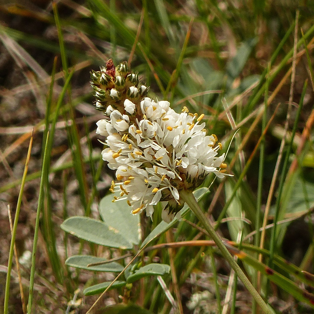 White Prairie Clover / Dalea candida