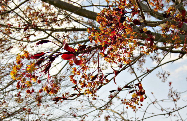 Red Maple flowers