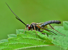 Ichneumon Wasp ??