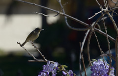 Brown Honey Eater.