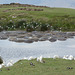 Ngorongoro, A Lot of Hippos and Birds