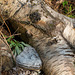 fallen tree and bracket fungus