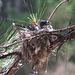 Kingbird sitting on nest on a hot day