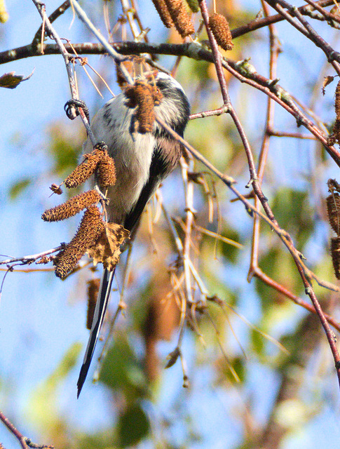 EF7A1084LongtailedTit